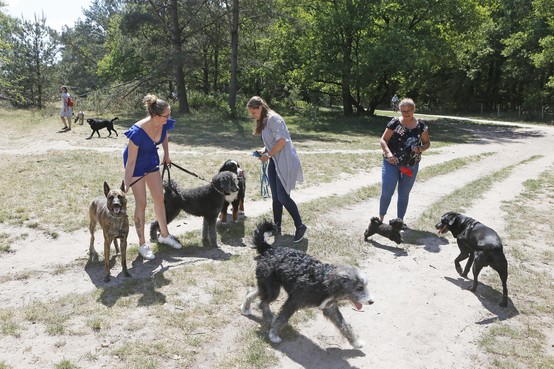 Hilversumse huisdierenservice Brownie huurt landgoed Pijnenburg als hondenuitlaatplek; exclusief ravotten op vijf hectaren bos